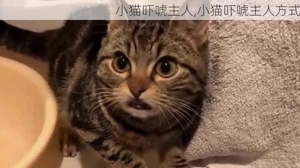 小猫吓唬主人,小猫吓唬主人方式