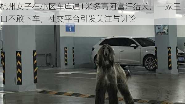 杭州女子在小区车库遇1米多高阿富汗猎犬，一家三口不敢下车，社交平台引发关注与讨论