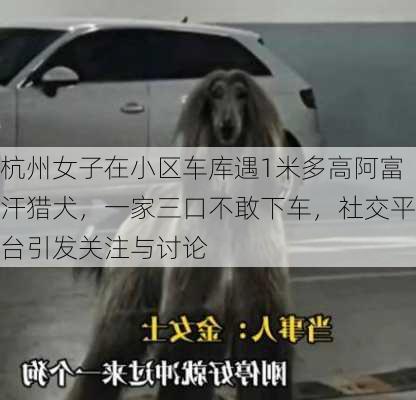 杭州女子在小区车库遇1米多高阿富汗猎犬，一家三口不敢下车，社交平台引发关注与讨论