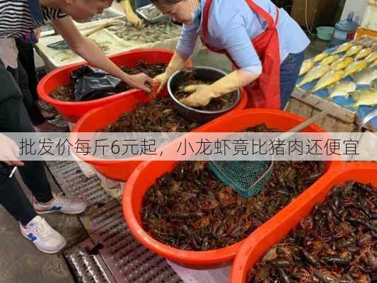 批发价每斤6元起，小龙虾竟比猪肉还便宜