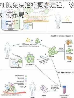 细胞免疫治疗概念走强，该如何布局？