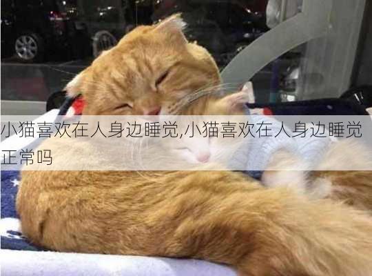 小猫喜欢在人身边睡觉,小猫喜欢在人身边睡觉正常吗