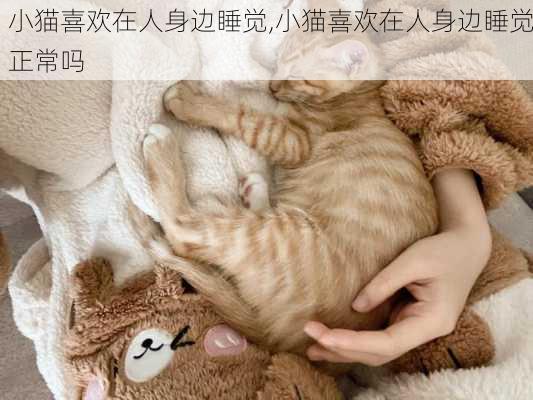 小猫喜欢在人身边睡觉,小猫喜欢在人身边睡觉正常吗