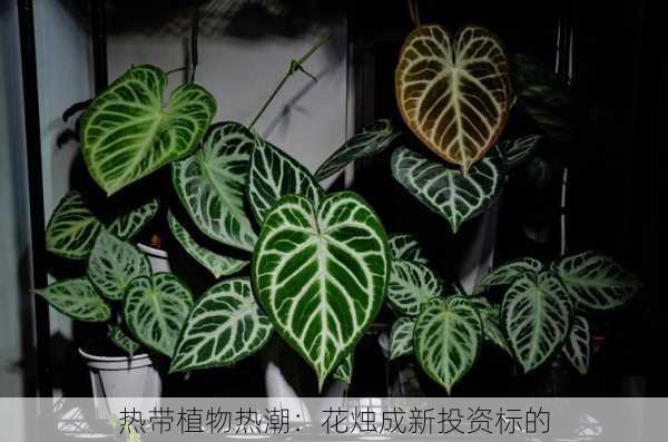 热带植物热潮：花烛成新投资标的