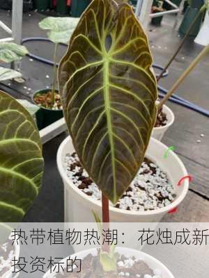 热带植物热潮：花烛成新投资标的