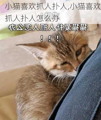 小猫喜欢抓人扑人,小猫喜欢抓人扑人怎么办